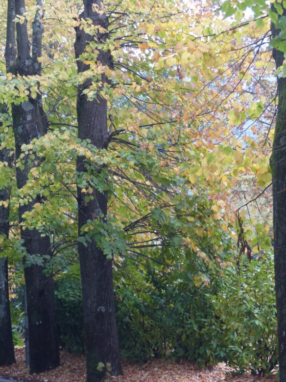 Autumn Bagni di Lucca 