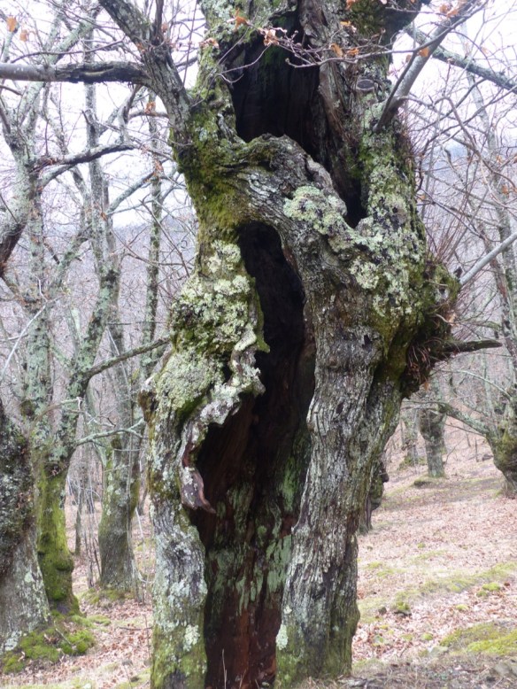 Chestnut forest 